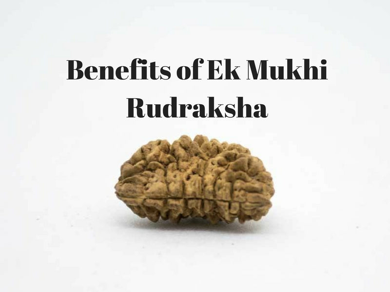 One Face (Ek Mukhi) Rudraksha