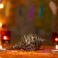 Hancrafted Shankh Shaped Shell
