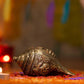 Hancrafted Shankh Shaped Shell