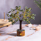 Green Jade  Tree For Boosting Immune System