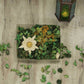 LIGHT_GREEN